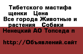  Тибетского мастифа щенки › Цена ­ 10 000 - Все города Животные и растения » Собаки   . Ненецкий АО,Топседа п.